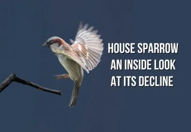 facts about the house sparrow