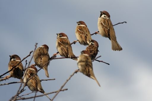 Facts about the House Sparrow