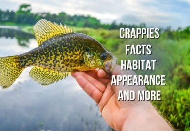 what is crappie fish