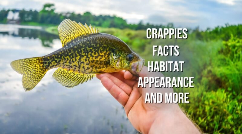 what is crappie fish