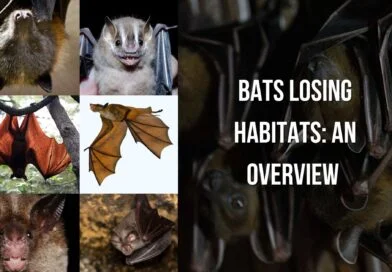 facts about the bats