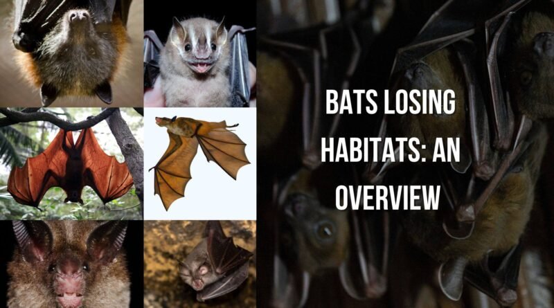 facts about the bats