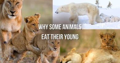 why some animals eat their young