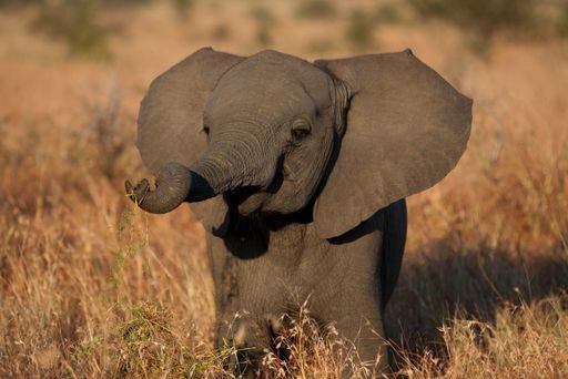 are elephants endangered species