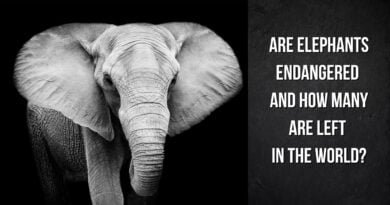 are elephants endangered species