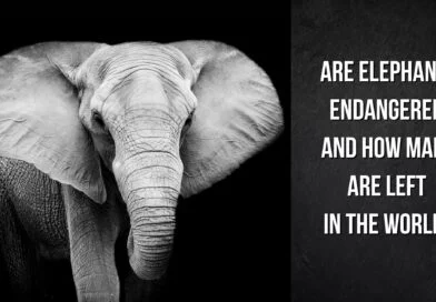 are elephants endangered species