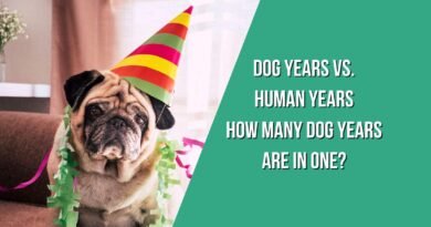 dog years vs. human years