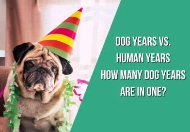 dog years vs. human years