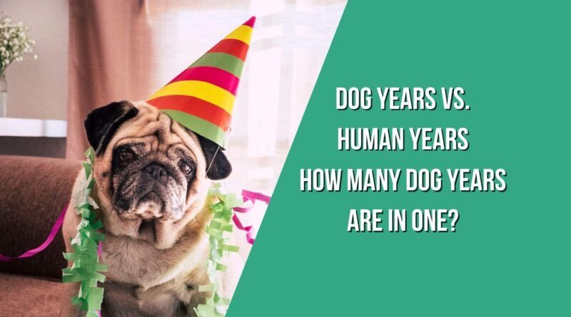 dog years vs. human years