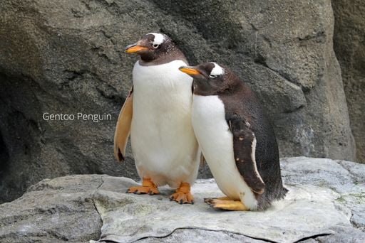 penguins are birds?