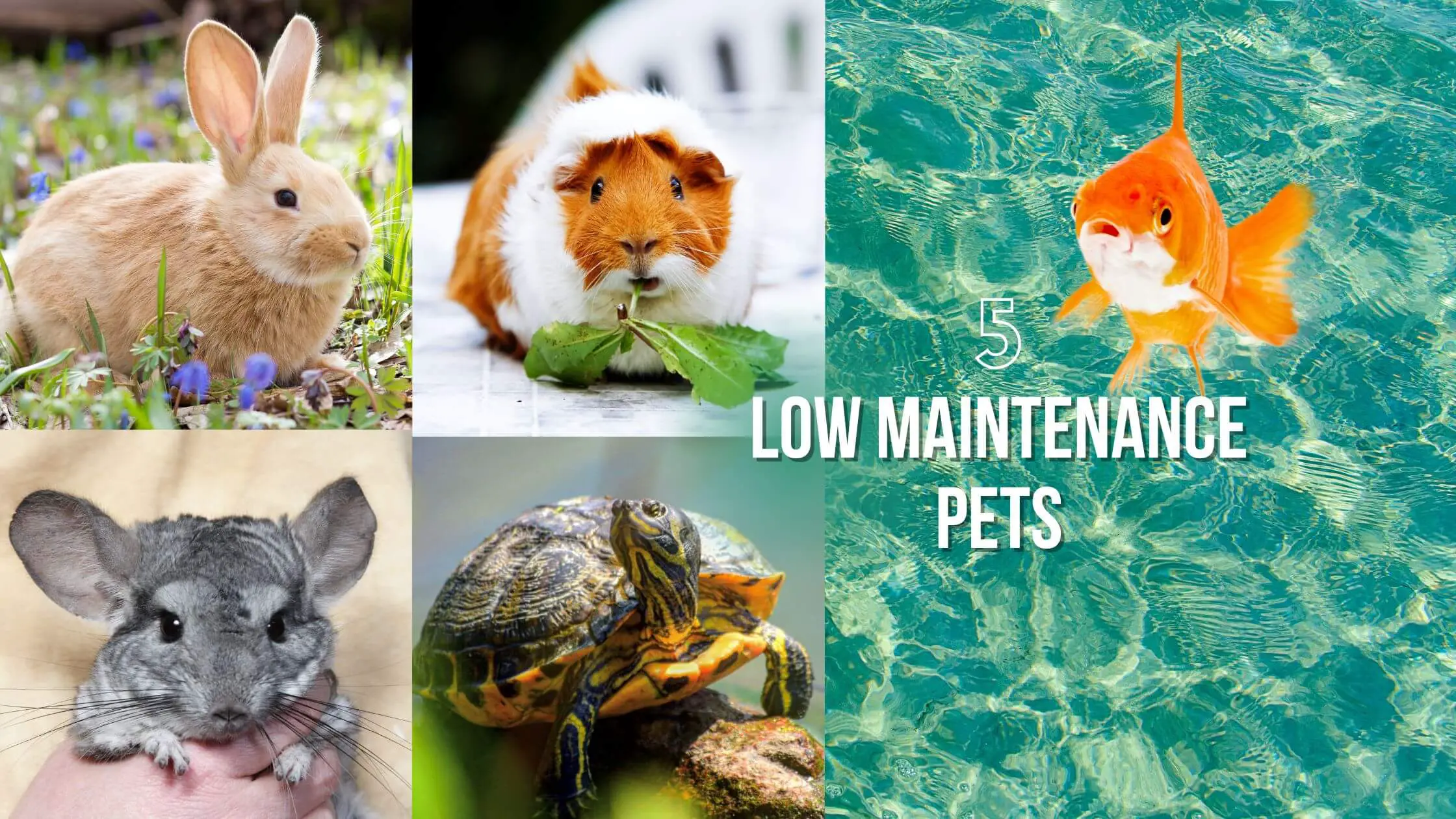 Low maintenance pets: 5 Pets that don't need much attention - Proto Animal