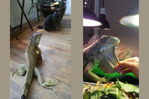 iguana as a pet