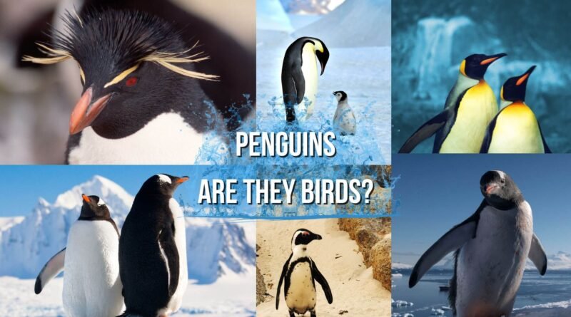 penguins are birds?