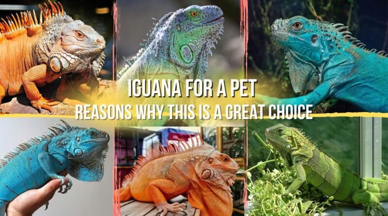 iguana for a pet