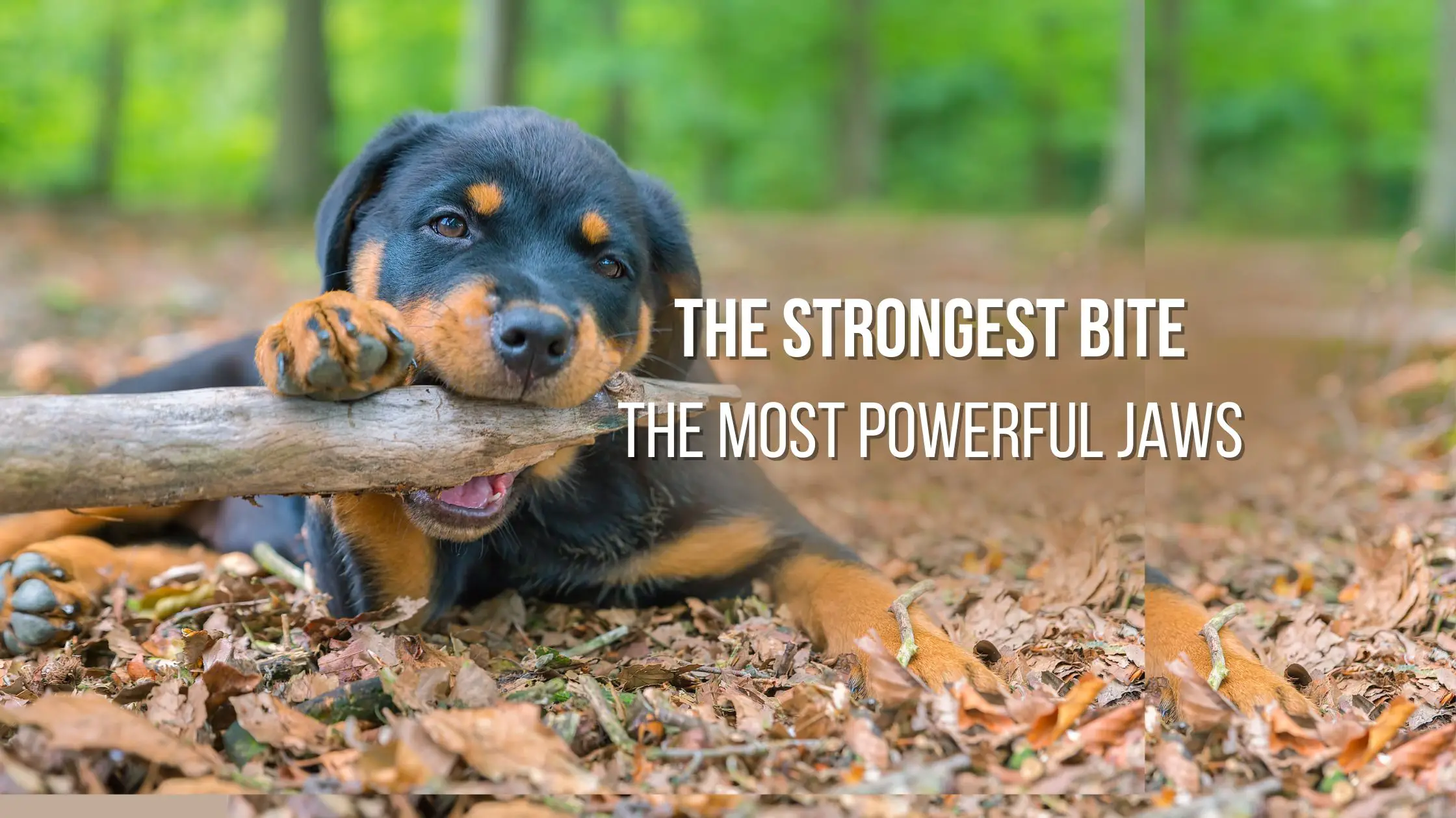 The strongest bite: a guide to the dog breeds with the most powerful jaws -  Proto Animal