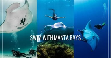 swim with manta rays