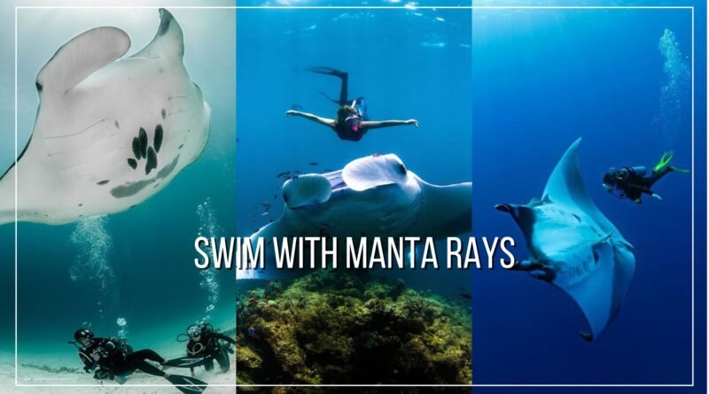 swim with manta rays