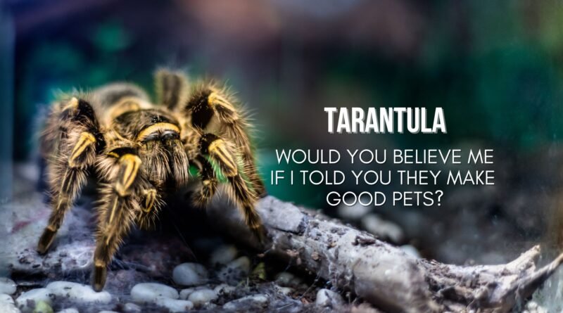 tarantula as a pet