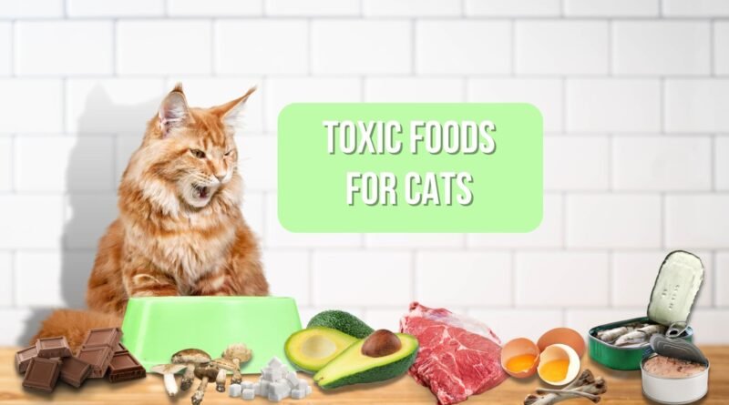toxic food for cat