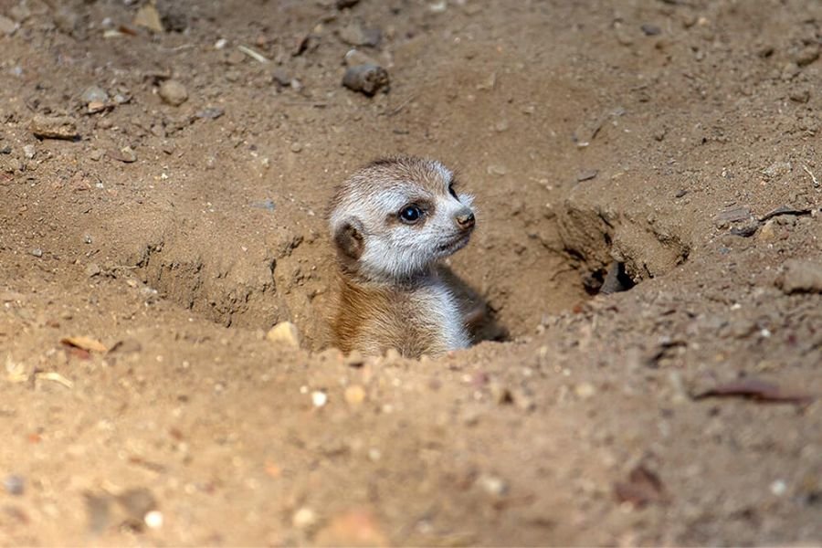 meerkat for pet