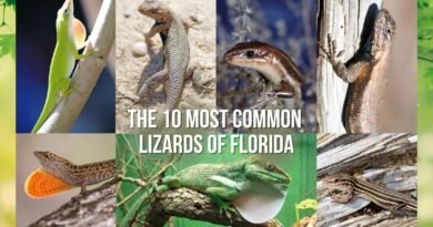 common lizards of florida