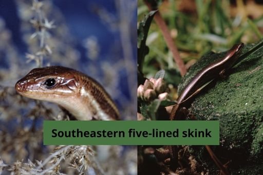 The 10 Most common lizards of Florida - Proto Animal