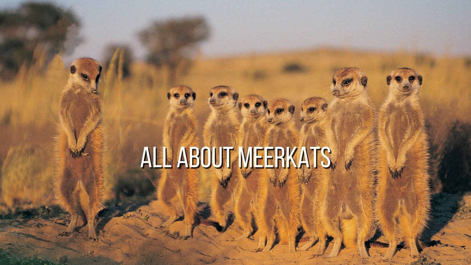 All about meerkats - Curiosities and facts - Proto Animal All about meerkats - Curiosities and facts - Proto Animal