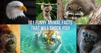 funny facts animals