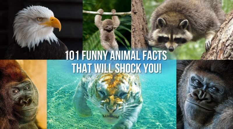 funny facts animals