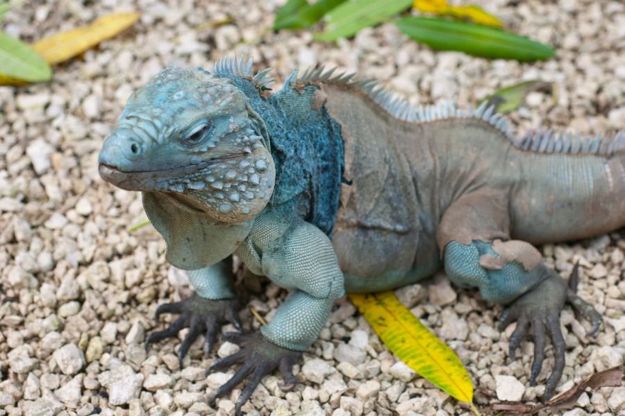 iguana for a pet