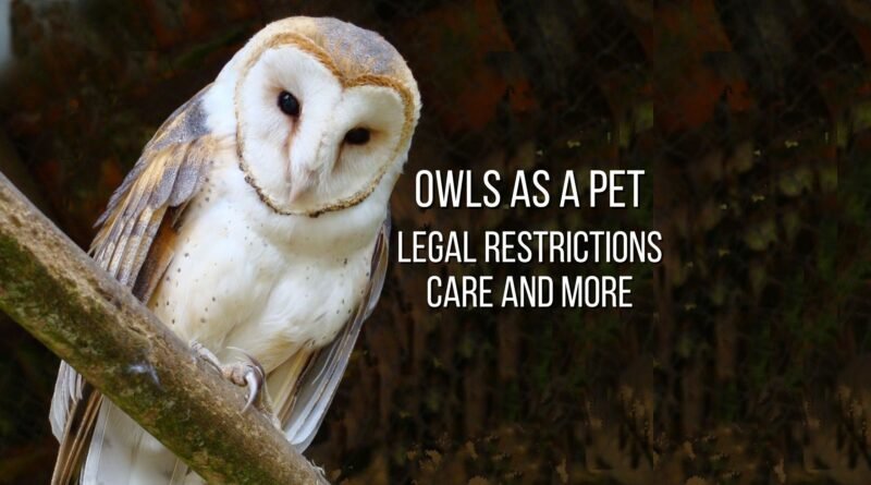 owl as pets