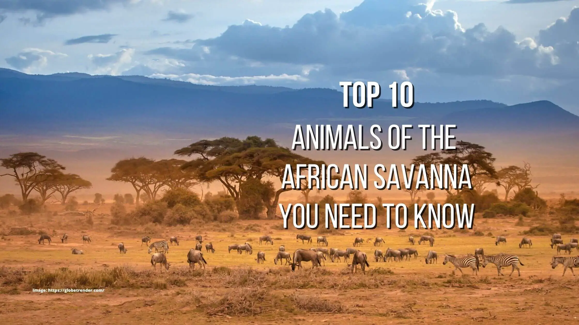 Top 10 Animals of the African Savanna you need to know - Proto Animal