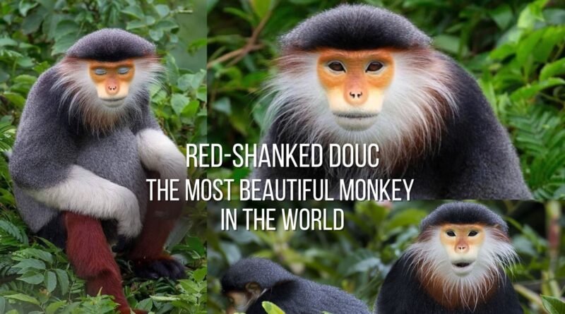 red shanked douc
