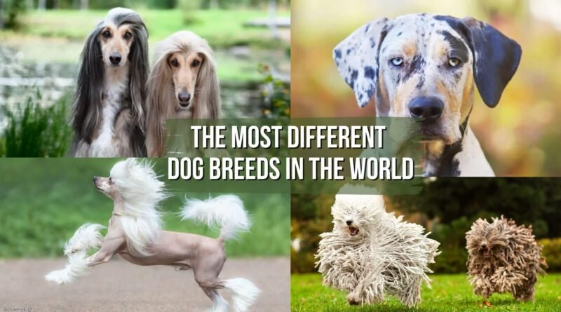 different dog breeds