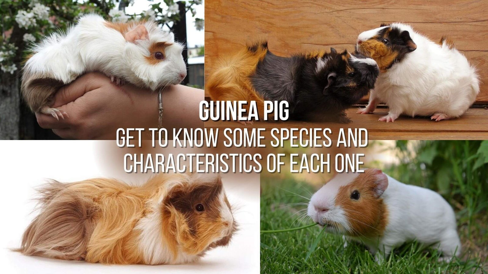 Pet guinea pig Get to know some species and characteristics of each