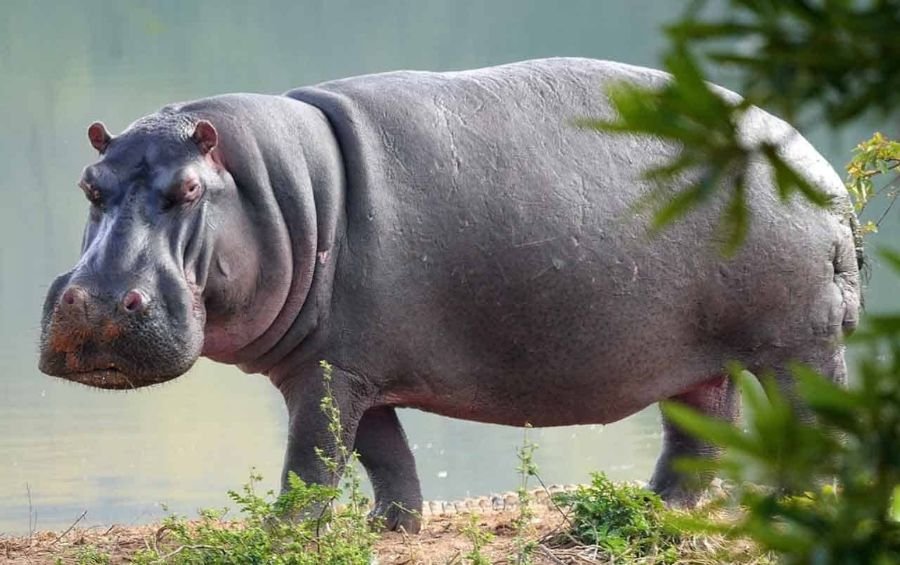 facts about hippos