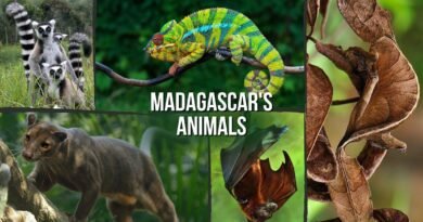 madagascar's animals