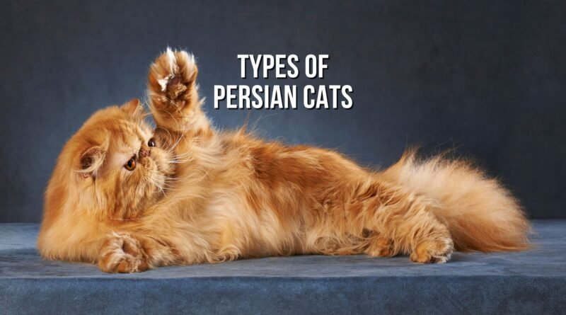 Persian-type cats