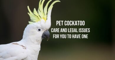 cockatoo as a pet