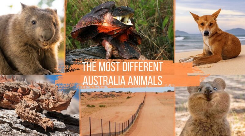 australia animals