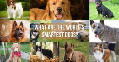 world's smartest dogs