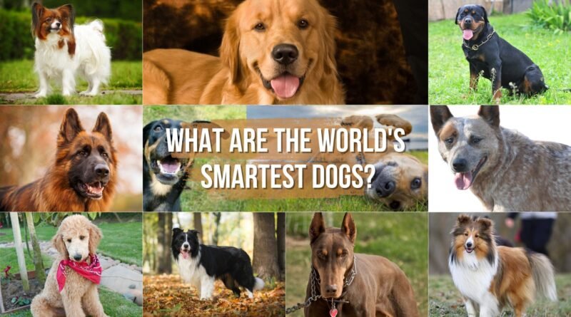 world's smartest dogs