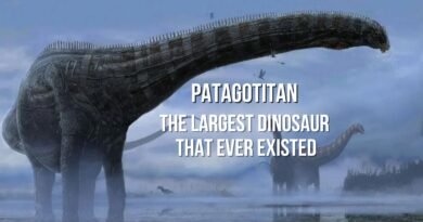 the largest dinosaur