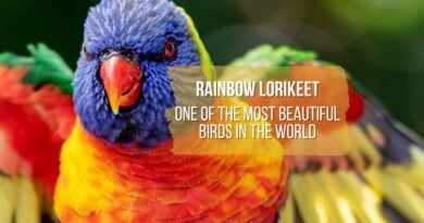 most beautiful birds in the world