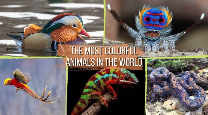 most colorful animals in the world