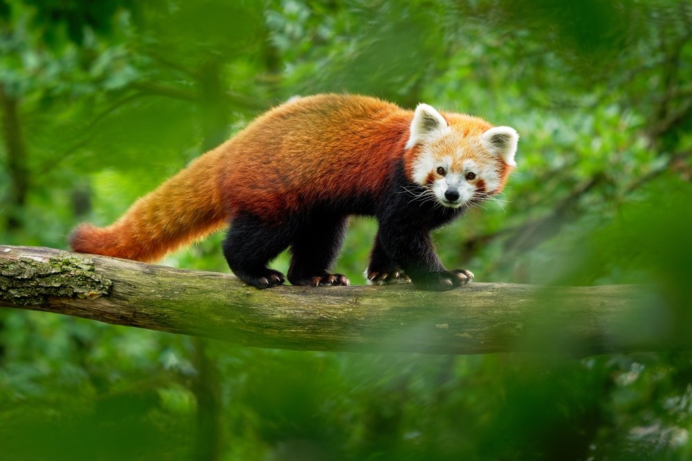 giant panda, red pandas stretch, red panda network, giant panda's pseudo thumb, protect red pandas


