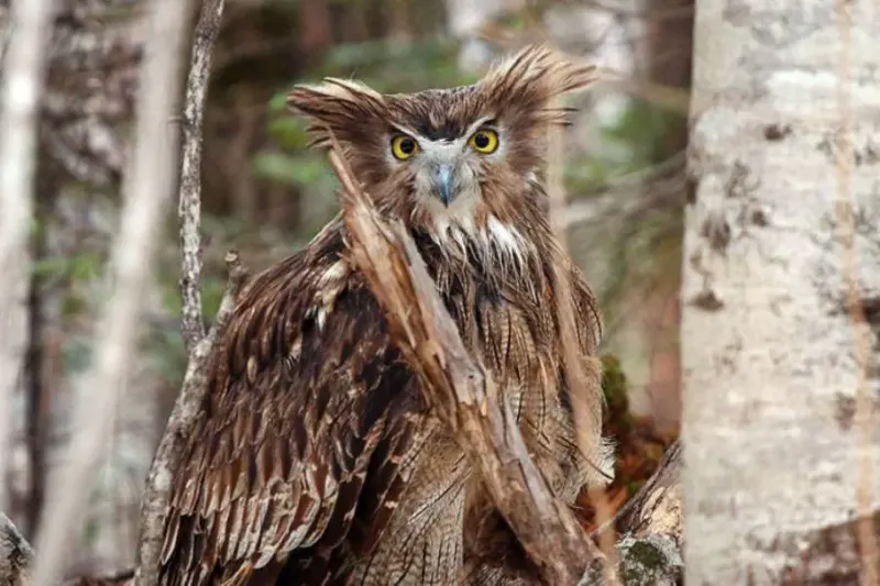 great horned owl, snowy owl, wild owls, pet sitter, mating season, spruce pets