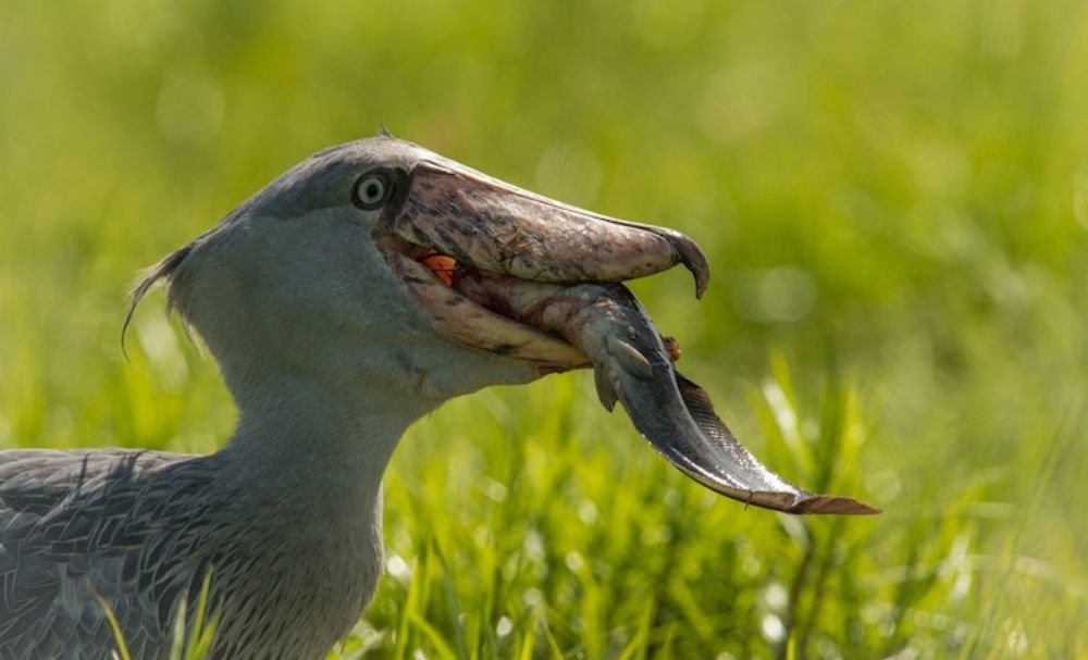 shoebill stork bill clattering shoebill habitats eat fish animal diversity web