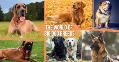 big dogs breeds