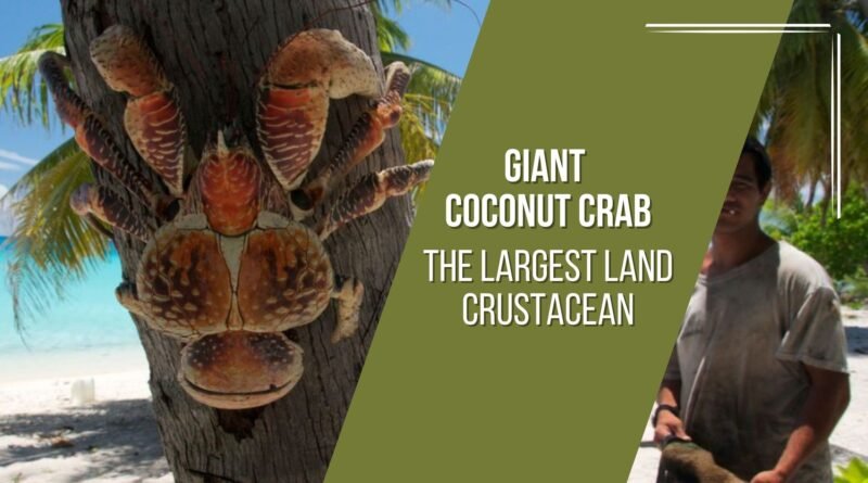 coconut crab giant